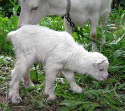 Колзленок и коза