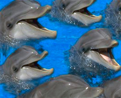 Дельфины - удивительные существа
