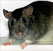 Способы борьбы с крысами: кто во что горазд