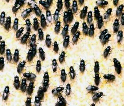 Как расплодить мух в доме?