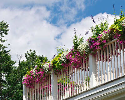 Выращиваем цветы в горшке на балконе