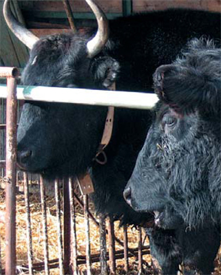 К теме скрещивания зубра и коровы: о зуброкоровах