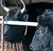К теме скрещивания зубра и коровы: о зуброкоровах