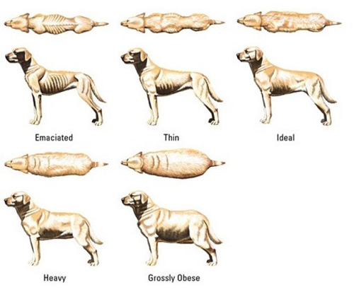 На фото изображены разные типы комплекции собак