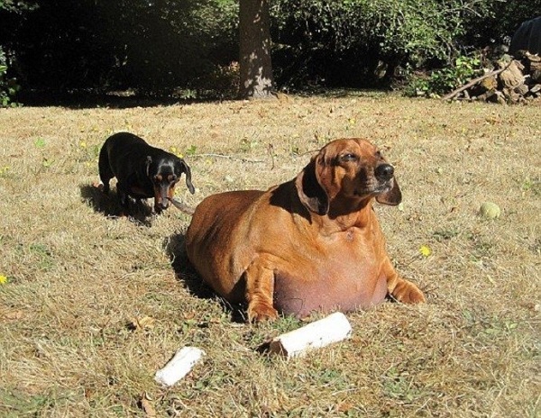 На фото: собаки с лишним весом