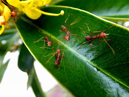 Соседями стали муравьи? Как же избавиться от них