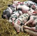 О содержании свиней на приусадебном участке