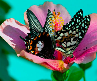 Бабочки – одно из чудес природы