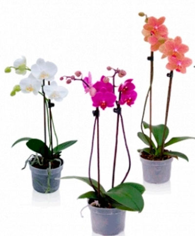 Королева тропиков – орхидея