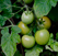 Заготовки из помидоров, советы и рецепт икры из зеленых плодов томата 